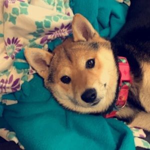 Meet your Posher, Ella